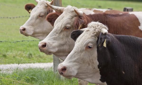 Problemas veterinarios relacionados con la transportación del ganado vacuno