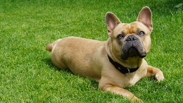 Consejos y recomendaciones para cuidar un Bulldog Francés