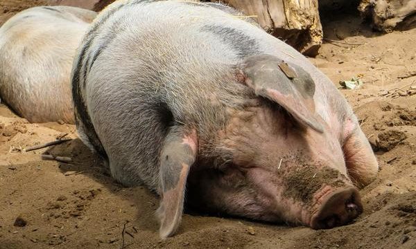 El problema de la cojera en el ganado porcino