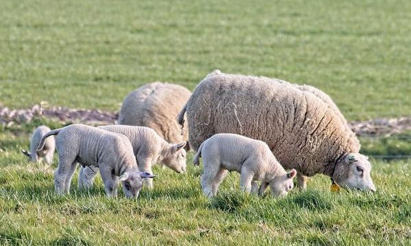 Cómo detectar el dolor en los animales de granja