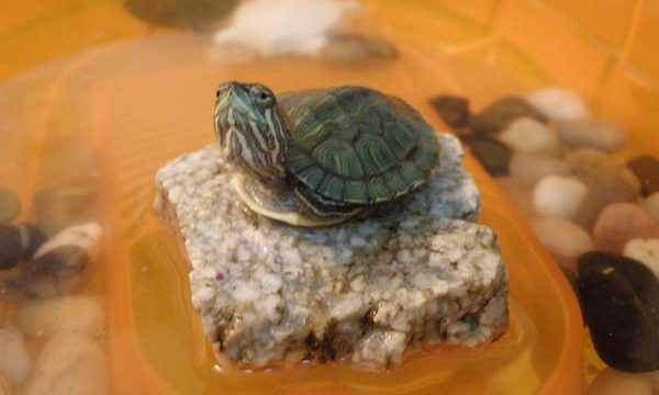 Consejos para cuidar a una tortuga de tierra