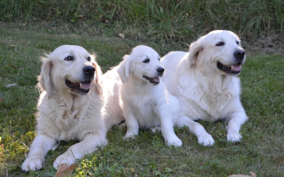 El uso de aspirina en los perros