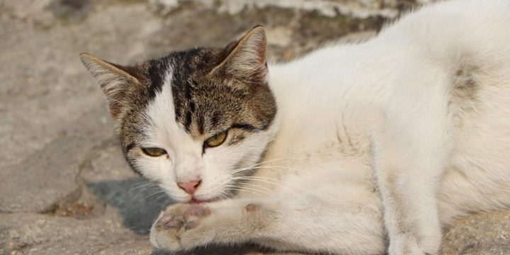 La desparasitación del gato, consejos y recomendaciones