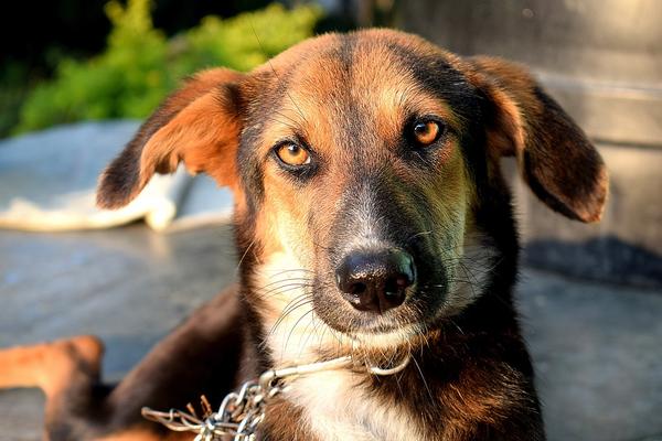 El problema del papiloma en los perros – Farmacia Veterinaria San Bernardo