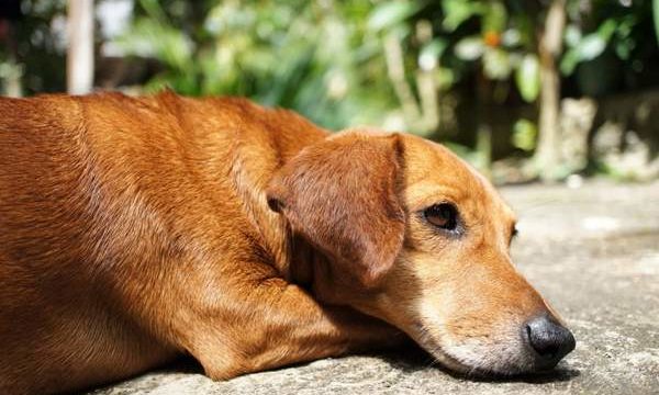 Diarrea con mucosidad en el perro, ¿qué hacer?