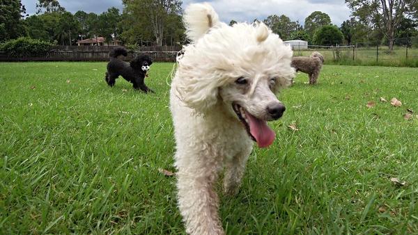 Enfermedades más frecuentes en los perros poodle