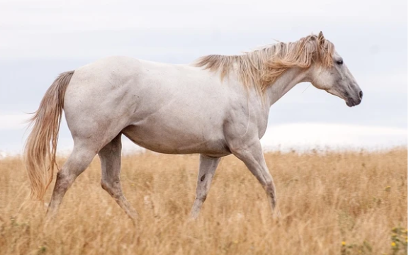 El problema de la encefalitis equina