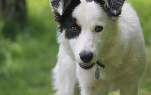 Las heces de mi perro tienen sangre ¿Por qué?