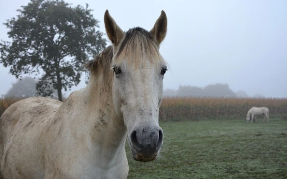 El problema de la sarna en los caballos