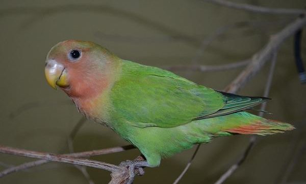 El problema de la micosis en las aves