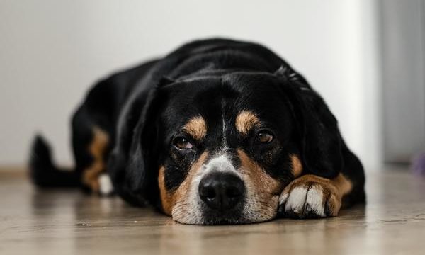 Perros que se lamen las patas constantemente, ¿cómo tratar este problema?