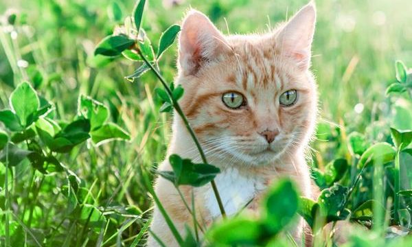 Hinchazón de nariz en los gatos, posibles causas