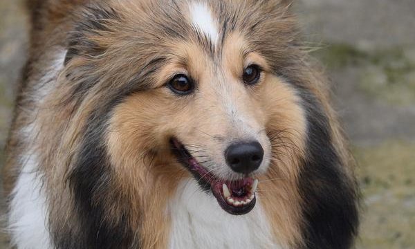 Las mascotas y la “Nueva Normalidad” en la pandemia de Covid 19