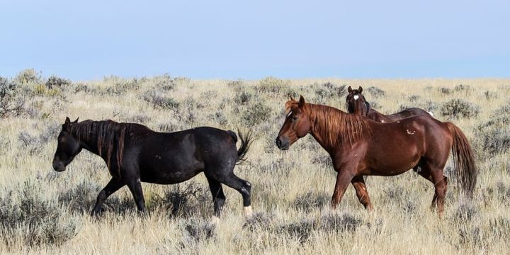 Problemas dentales más frecuentes entre los caballos