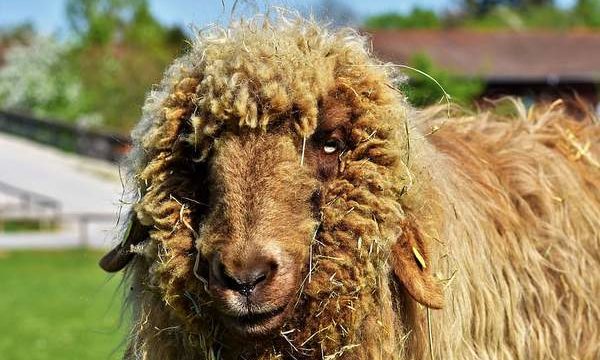 Cómo combatir la sarna en las ovejas