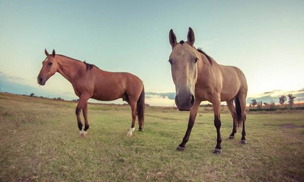 Cría y cuidados para el caballo de granja