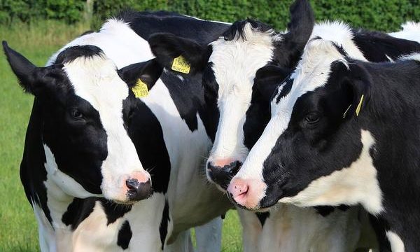 Enfermedades de la piel que afectan a las vacas lecheras