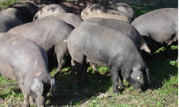 Cómo es el comportamiento del cerdo