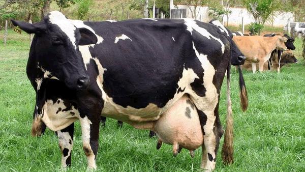 ¿Qué es la inmunodepresión en las vacas?
