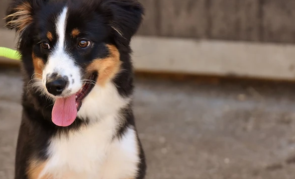 El problema de la enteritis en los perros