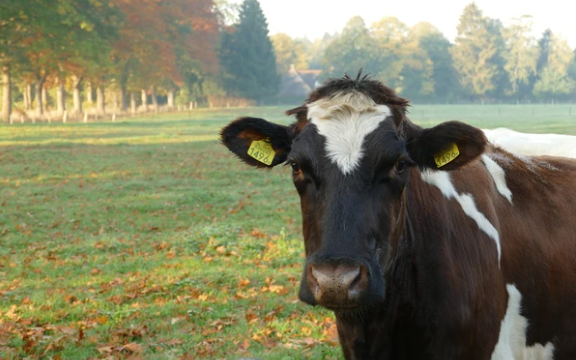Cómo mejorar la nutrición de las vacas lecheras