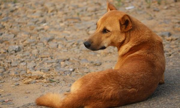 El problema del Ictus en los perros