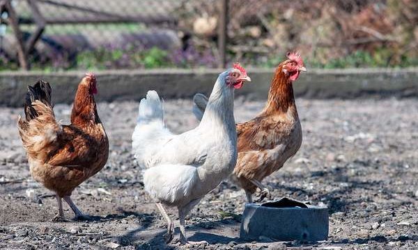 Cuáles son las enfermedades más frecuentes en los pollos