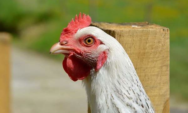 Aves de corral y coronavirus Covid 19