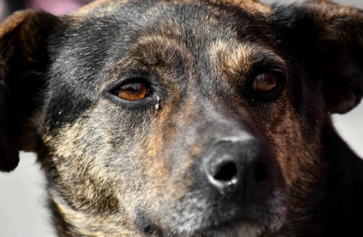 Cómo evitar la obesidad en los perros