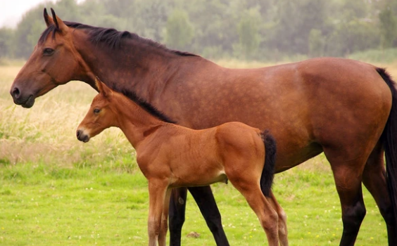 Cuáles son las lesiones más frecuentes en los caballos