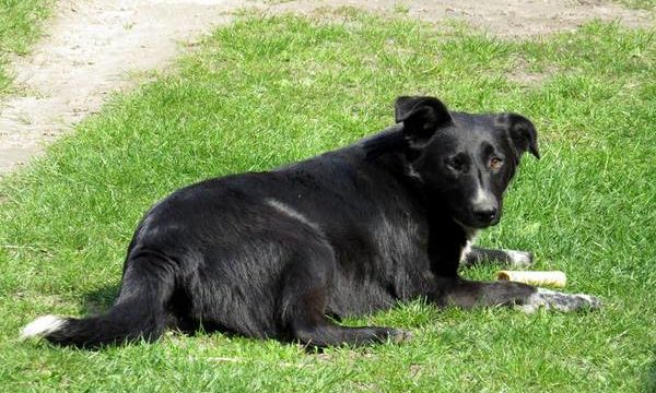 Soluciones veterinarias para aliviar el dolor en los perros