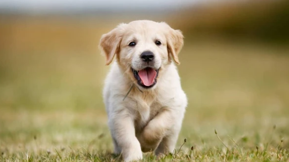 Vómito amarillo en el perro, causas y tratamientos