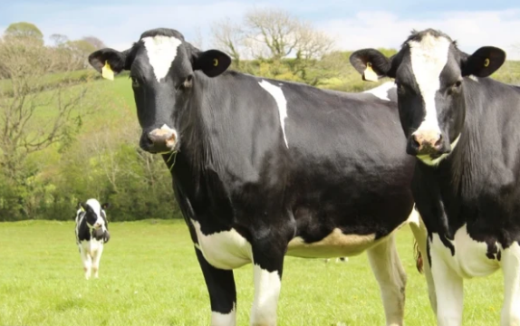 Condiciones que afectan el comportamiento de las vacas