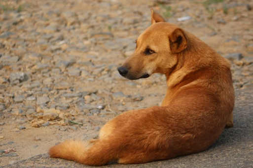 Razones por las que un perro frota el hocico y la cabeza en el pasto