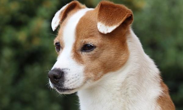 El shock en gatos y perros, cómo afrontarlo