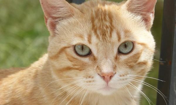 Los gatos y la ansiedad, cómo afrontar este problema de las mascotas