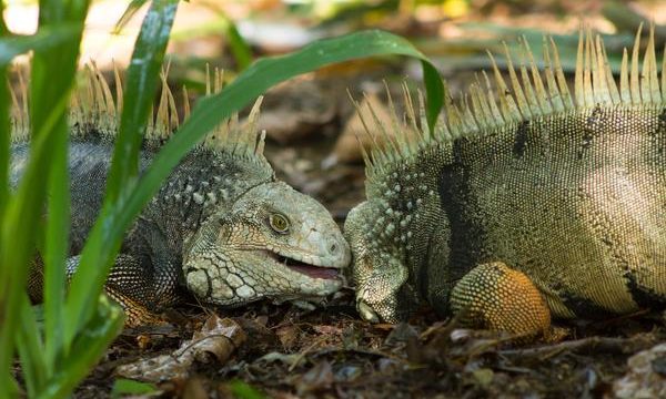 Cuáles son las principales enfermedades de las iguanas