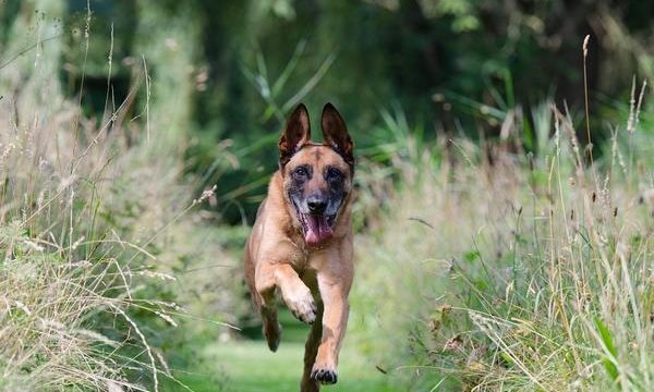 Condiciones que propician la obesidad en las mascotas