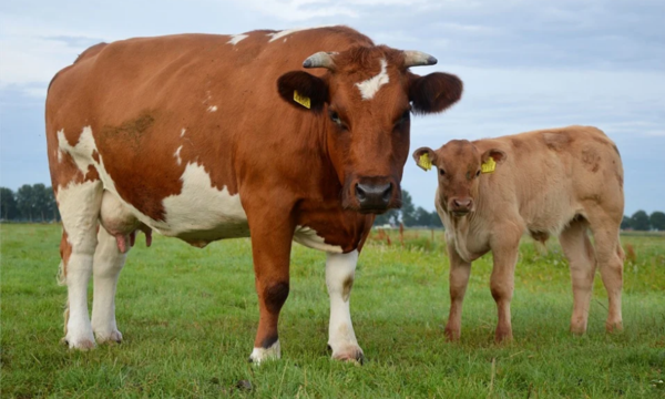 Nutrición de la vaca lechera y aprovechamiento pecuario