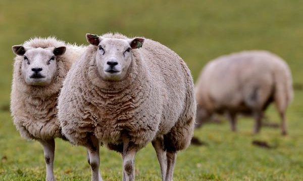 Cómo debe de ser la alimentación de las ovejas