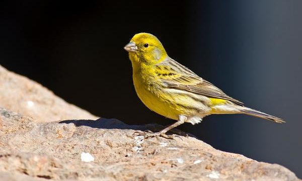 Como acondicionar el ambiente de los canarios