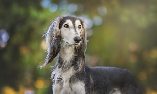 Juguetes y cuidados en casa para los perros