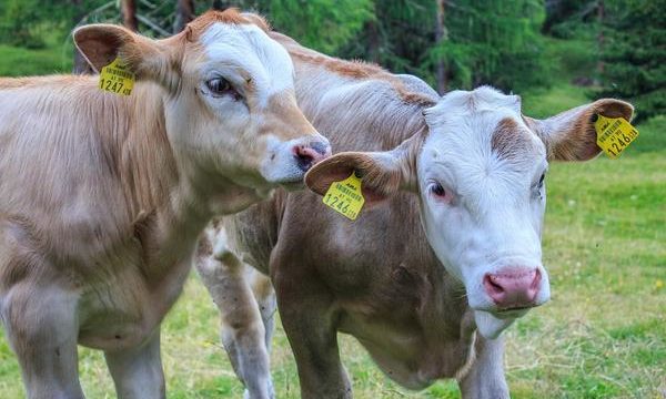 Causas de la diarrea en los terneros