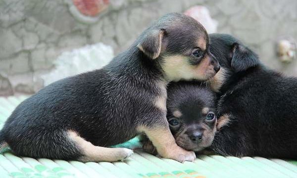 Como se deben cuidar a los cachorros apenas nacidos