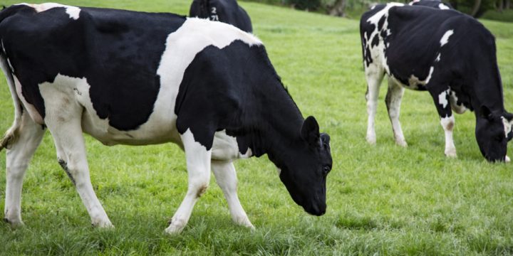 Mycoplasma bovis: cómo afecta a las vacas lecheras