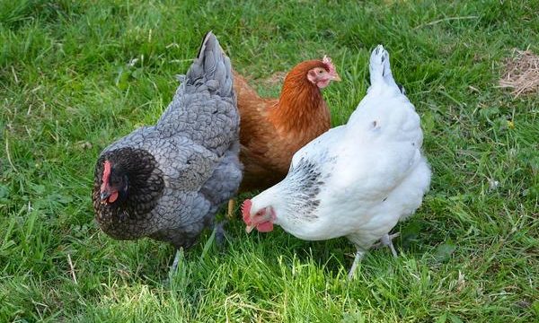 Principales enfermedades virales que afectan a las aves de corral