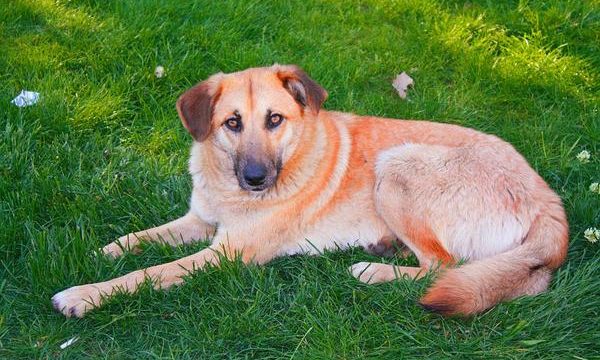 Presencia de sangre en la orina del perro, causas y tratamientos