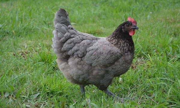 Principales enfermedades que afectan a las aves de granja