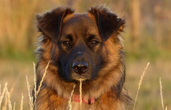 Cómo actuar si mi perro tiene catarro o resfriado