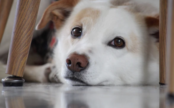 Cómo se debe adiestrar a los perros para orinar